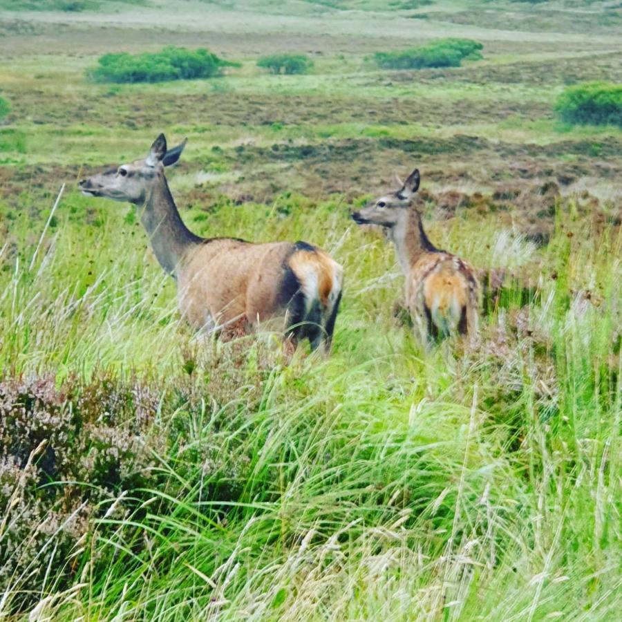Вілла Deer Green Place Kinloch Екстер'єр фото